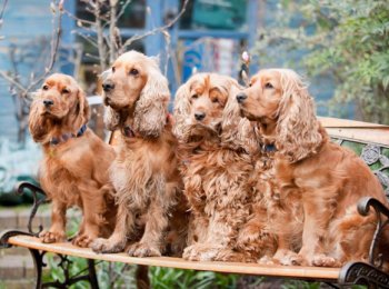 Описание и фото типичных представителей спаниеля