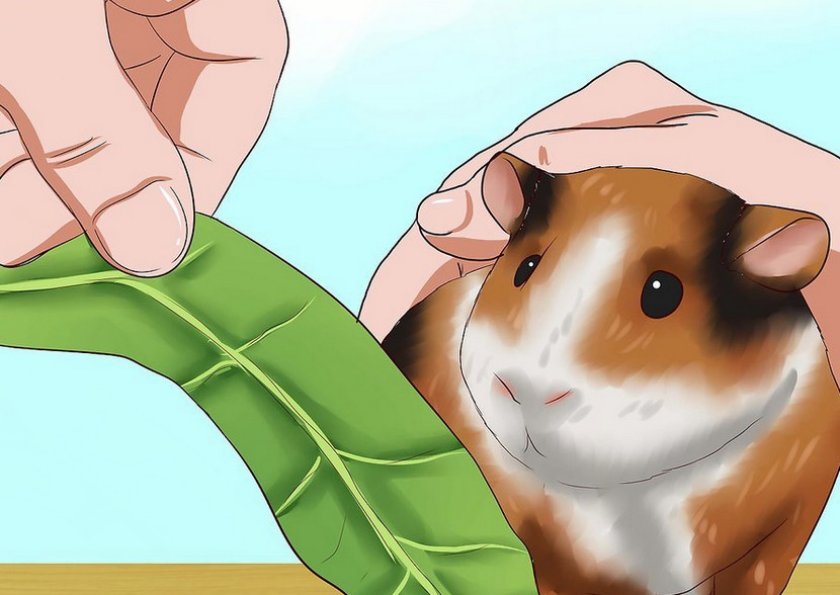 Морская свинка ест с руки