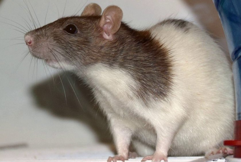 Домашняя крыса