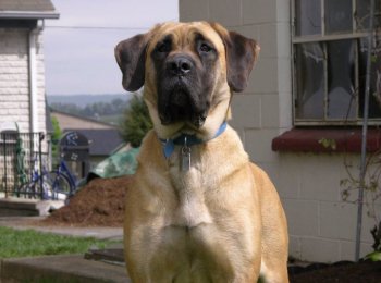 Мастиф: разновидности пород с фото