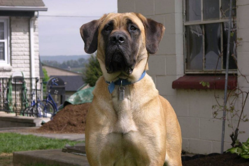 Английский мастиф Английский мастиф