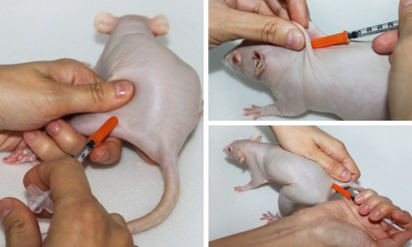 Как делать кол крысе Как делать кол крысе