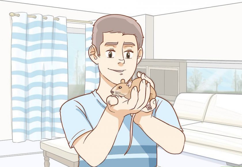 Уход за крысой Уход за крысой