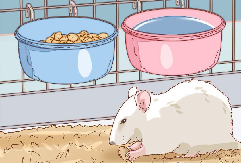 Пища и питье для крысы