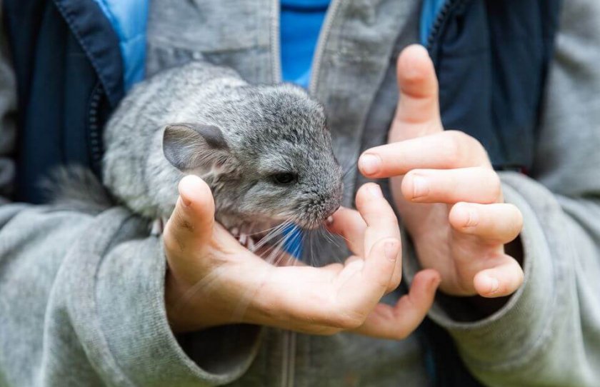 Приучение шиншиллы к имени