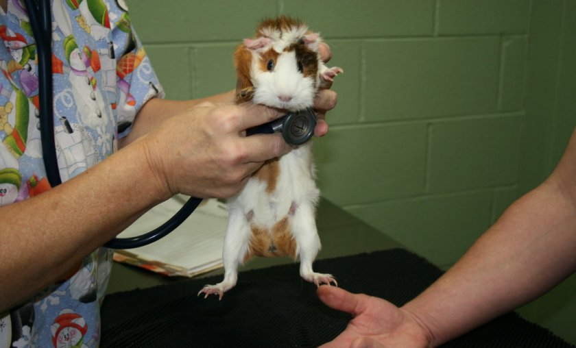 Морская свинка у ветеринара Морская свинка у ветеринара