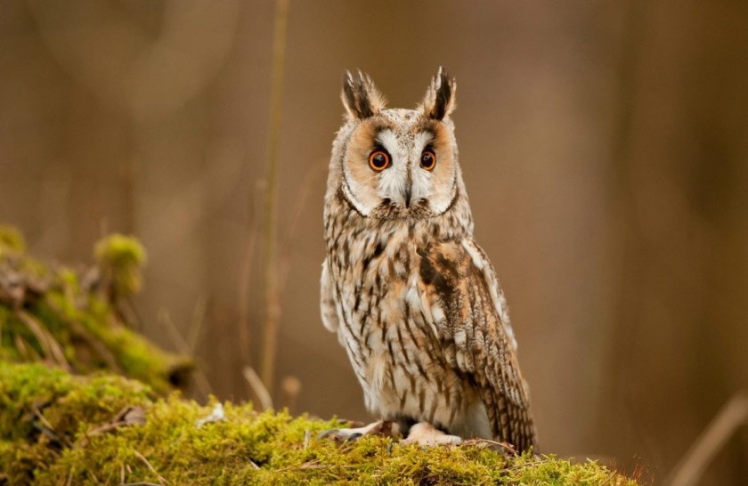 Ушастая сова