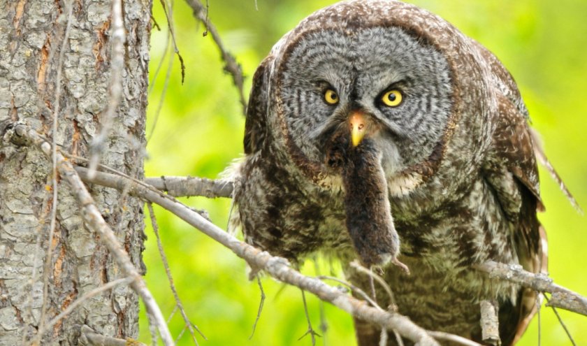 Ушастая сова с добычей