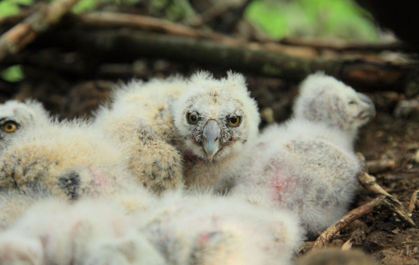 Птенцы ушастой совы