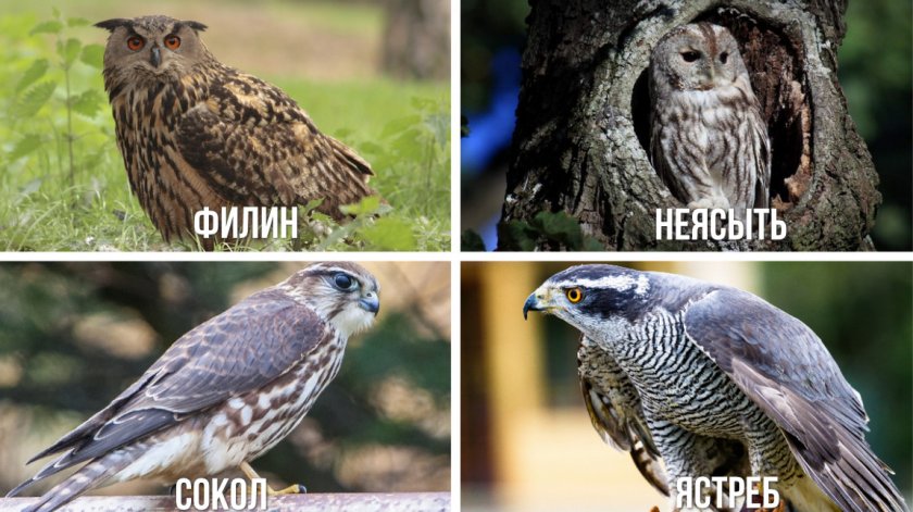 Враги ушастых сов