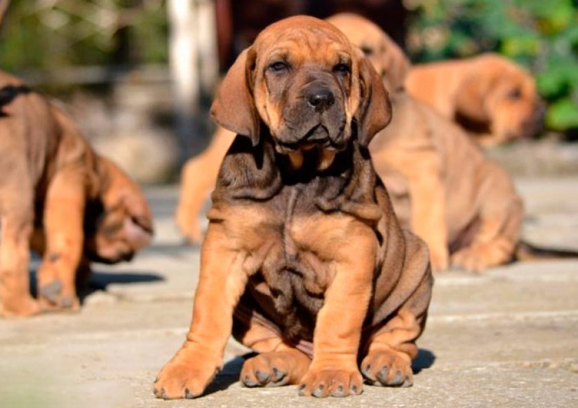 Щенок бразильского мастифа Щенок бразильского мастифа