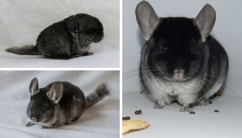 Как выбрать шиншиллу Чёрный бархат