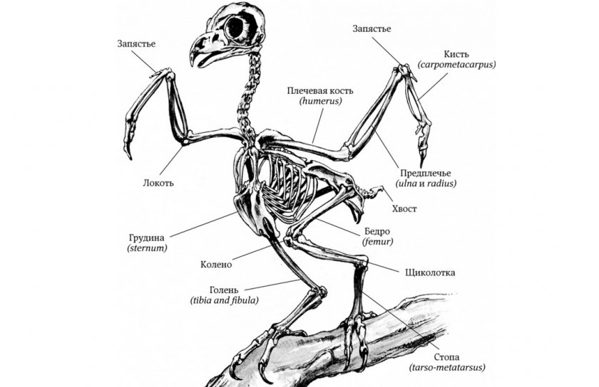 Строение скелета Строение скелета