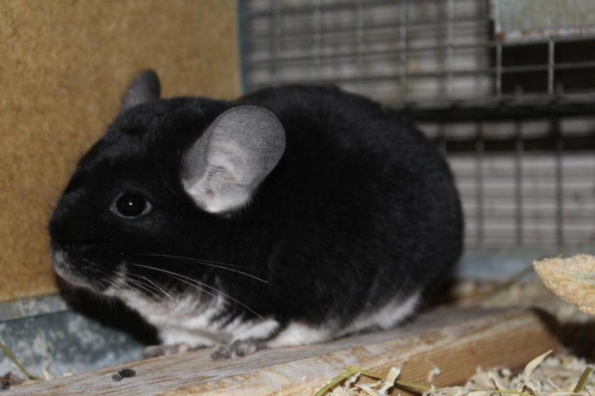 Шиншилла Чёрный бархат