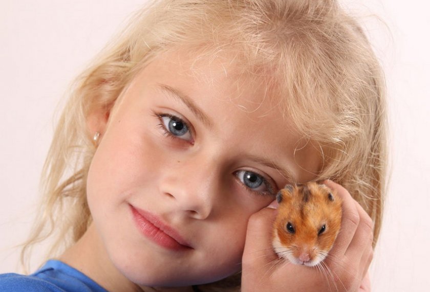 Хомяк на руках