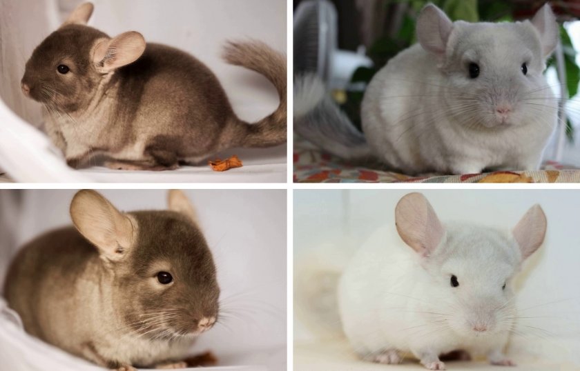Шиншиллы коричневый и белый бархат