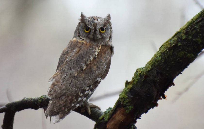 Сова сплюшка