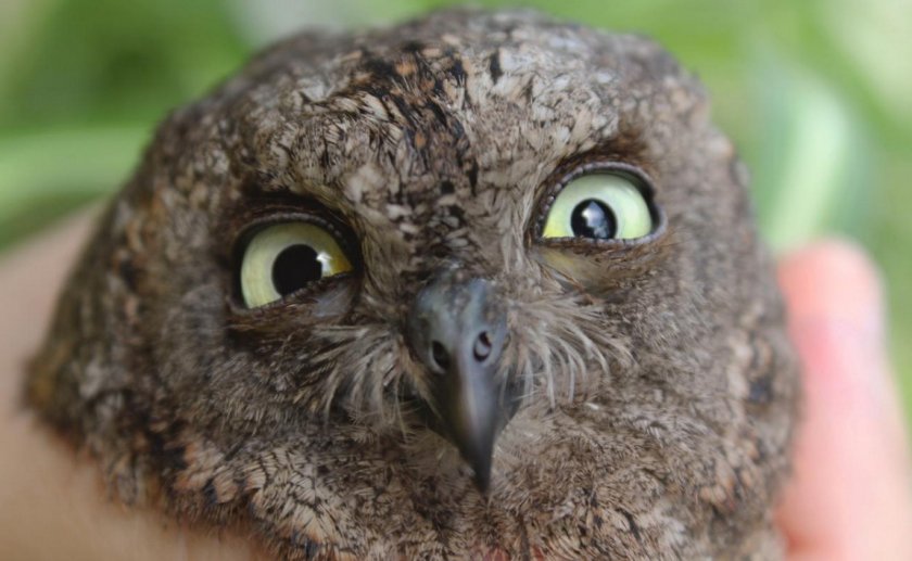 Сова сплюшка Сова сплюшка