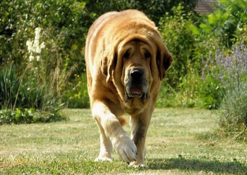 Испанский мастиф Испанский мастиф