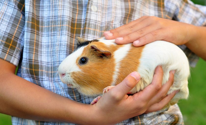 Морская свинка с ребёнком