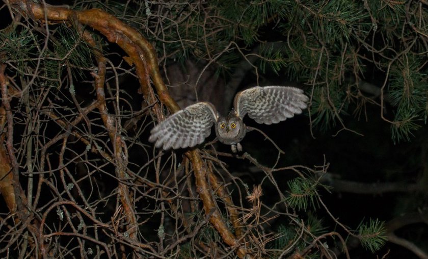 Сплюшка на охоте