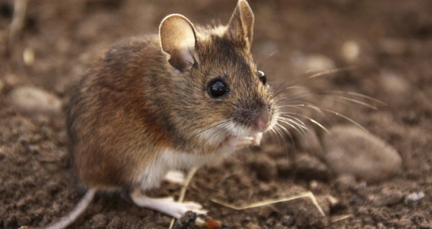 Мышь - полёвка Мышь - полёвка