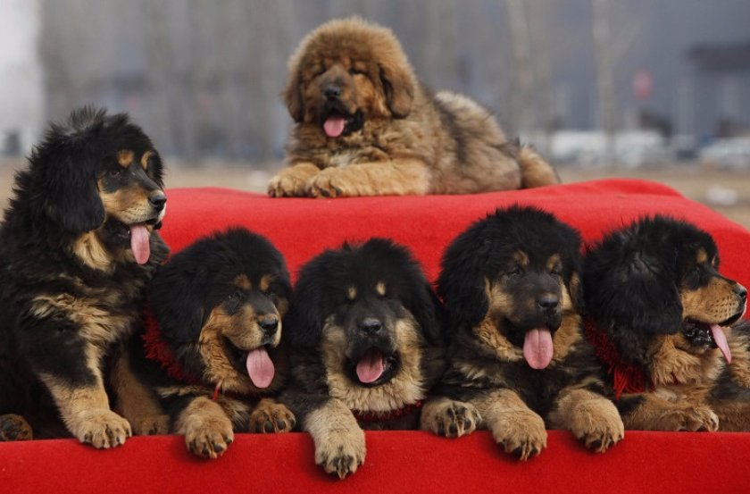 Тибетский мастиф Тибетский мастиф