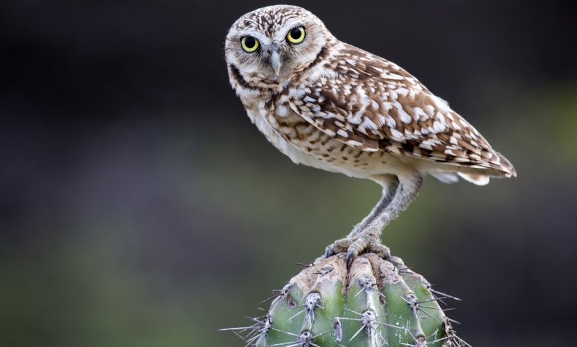 Кактусовый сыч