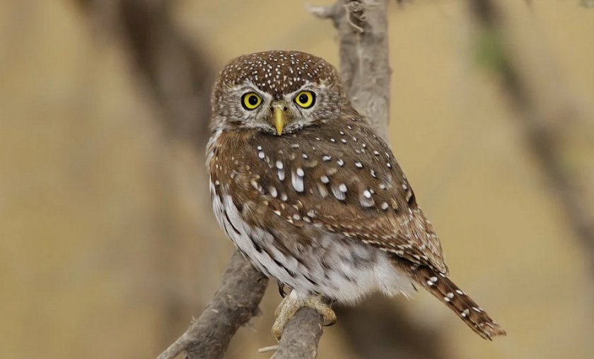 Воробьиный сыч