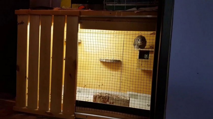 Сова сплюшка в вольере Сова сплюшка в вольере