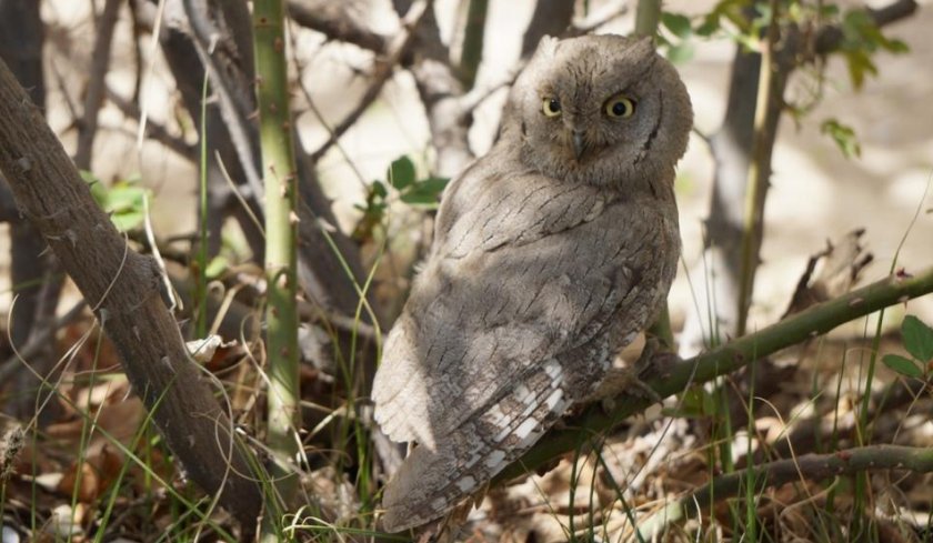Буланая совка