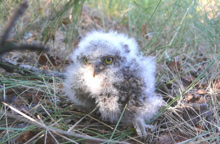 Птенец сплюшки Птенец сплюшки
