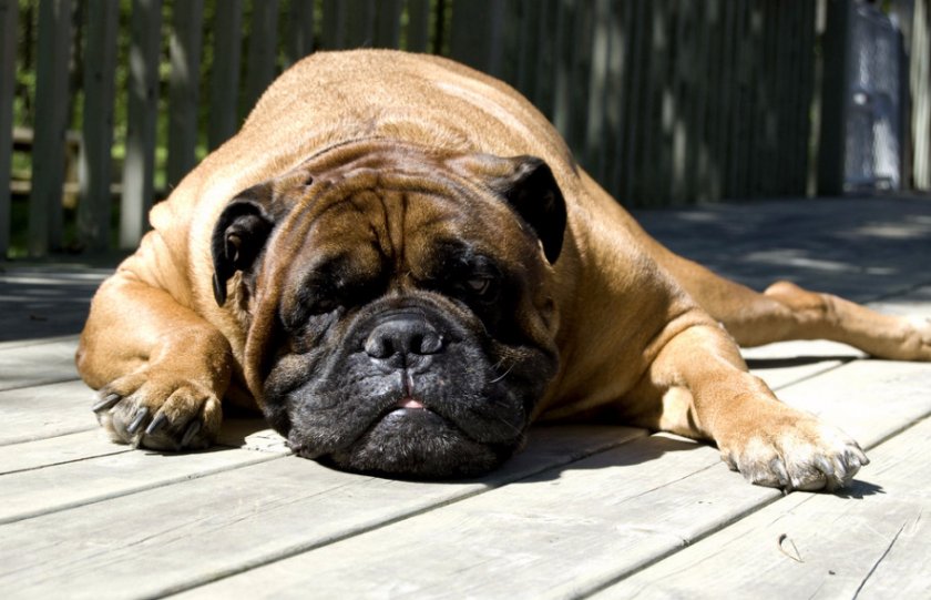 Бульмастиф Бульмастиф