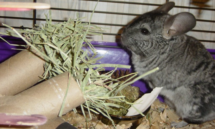 Сено для шиншиллы