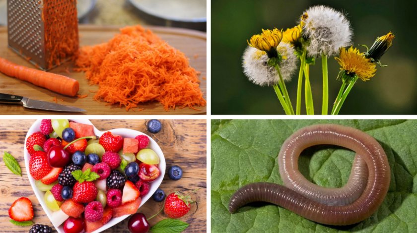 Прикорм для сов Прикорм для сов