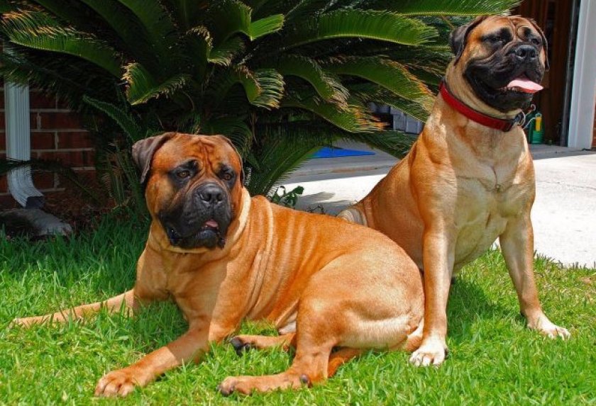 Бульмастиф Бульмастиф