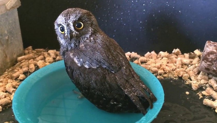 Купание совы сплюшки Купание совы сплюшки