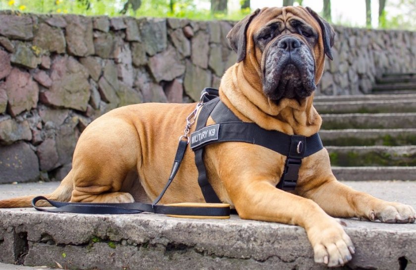 Бульмастиф Бульмастиф