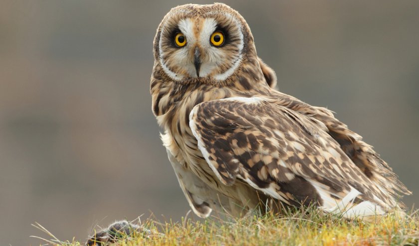 Болотная сова Болотная сова