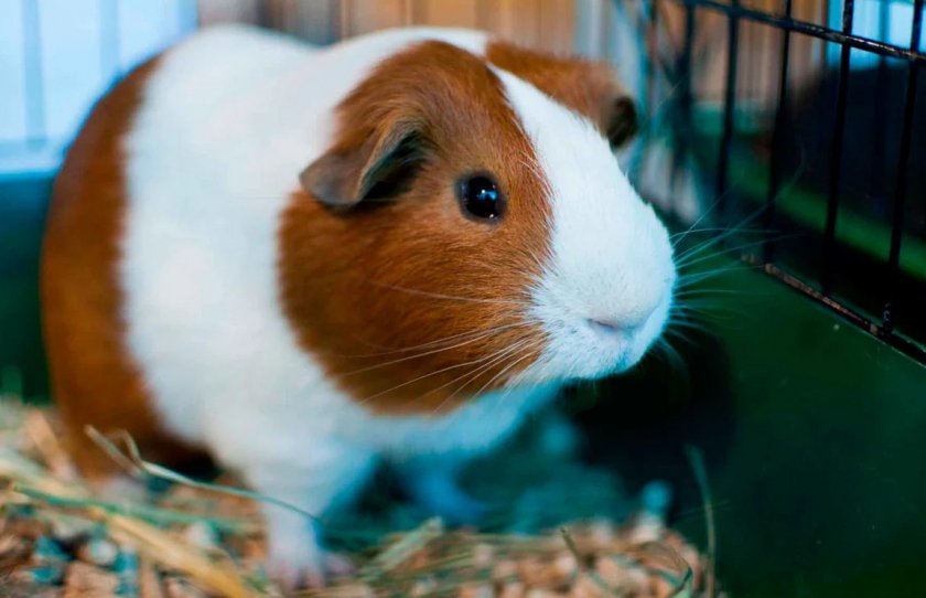 Морская свинка