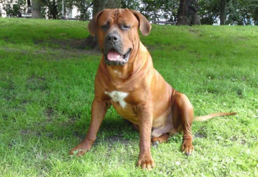 Японский мастиф Японский мастиф