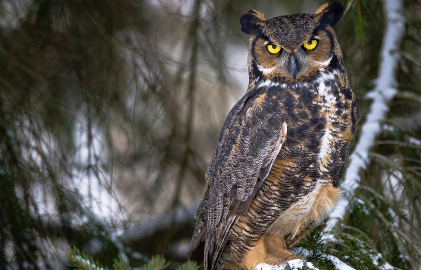 Филин Филин