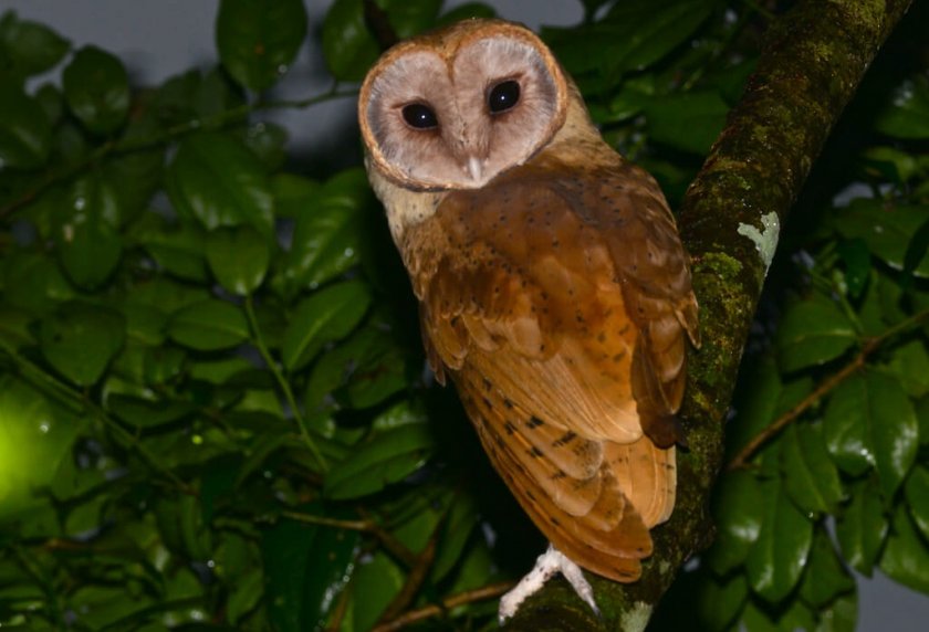 Мадагаскарская сипуха