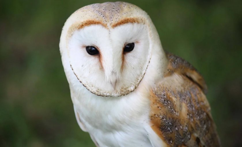 Сипухи Сипухи