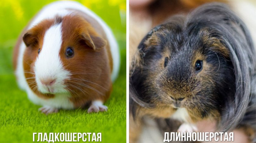 Породы морских свинок