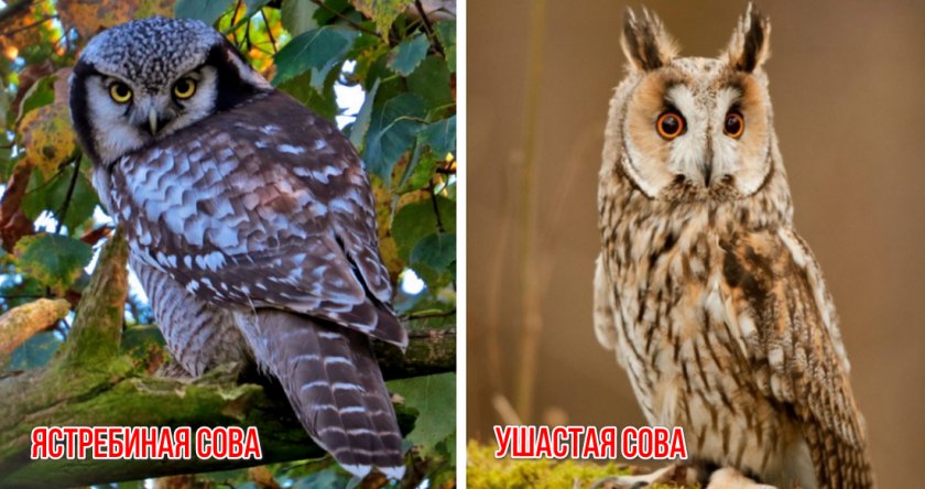 Ястребиная и ушастая сова Ястребиная и ушастая сова