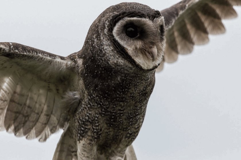 Чёрная сипуха