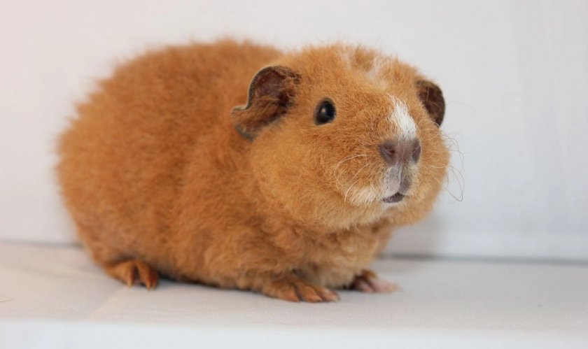 Морская свинка Американский Тедди