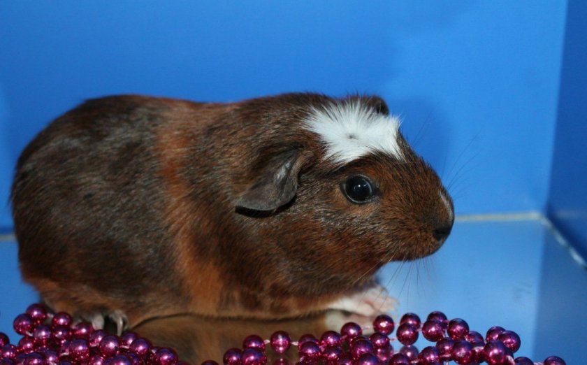 Морская свинка Крестед