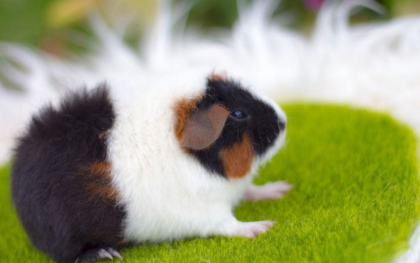 Морская свинка Рекс